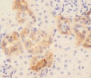 COL6A1 Antibody