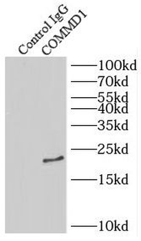 COMMD1 Antibody