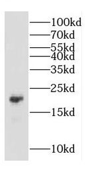 COMMD1 Antibody