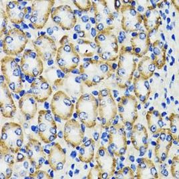 COMT Antibody