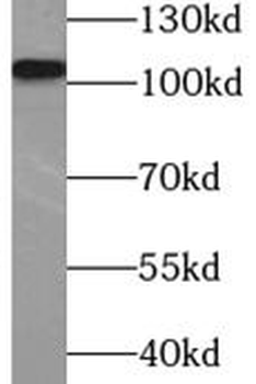 COP1 Rabbit Polyclonal Antibody
