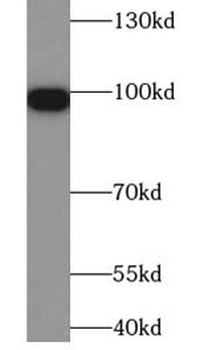 COPG1 Antibody