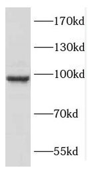 COPG2 Antibody