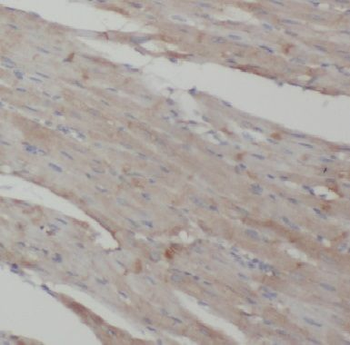 COPG2 Antibody
