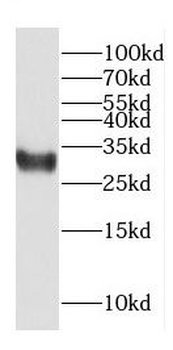 COPS7A Antibody