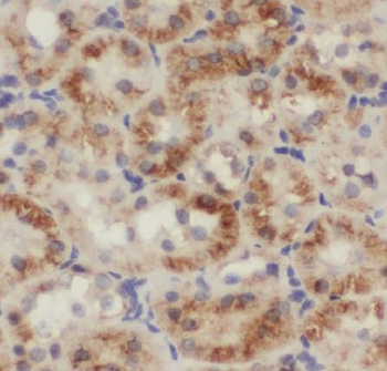 COPS7A Antibody
