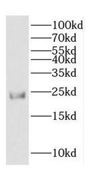 COPS8 Antibody
