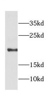COPZ1 Antibody