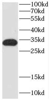 COQ4 Antibody