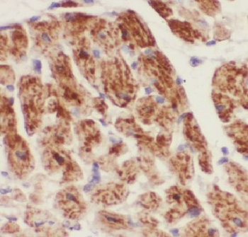 COQ5 Antibody