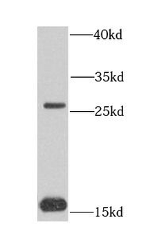 COQ7 Antibody