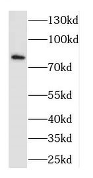 CTTN Antibody