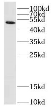 COX10 Antibody