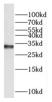 COX11 Antibody