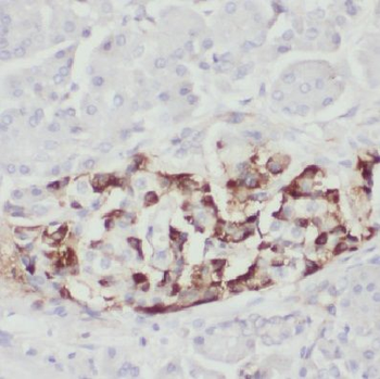 COX11 Antibody