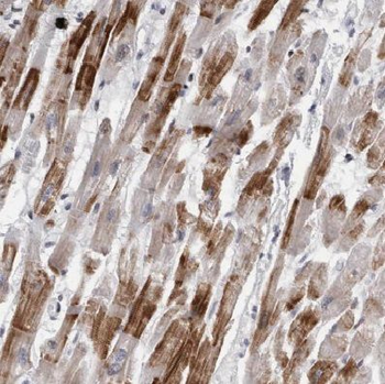 COX15 Antibody