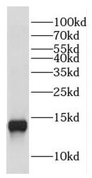 COX16 Antibody
