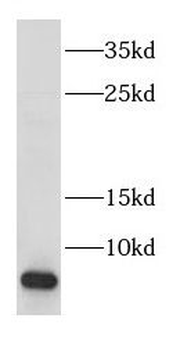 COX17 Antibody