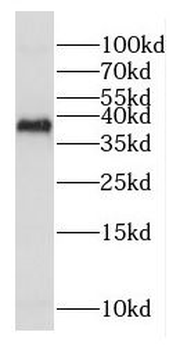 COX18 Antibody