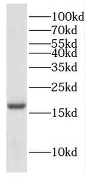 COX4I2 Antibody