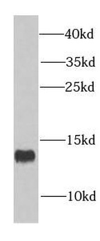 COX5A Antibody