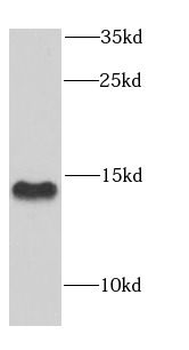 COX5B Antibody