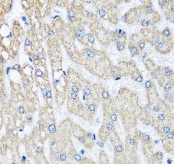 COX5B Antibody