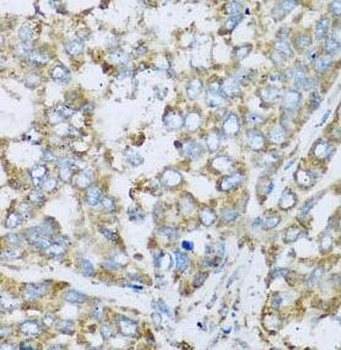 COX6A1 Antibody