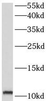 COX6B2 Antibody