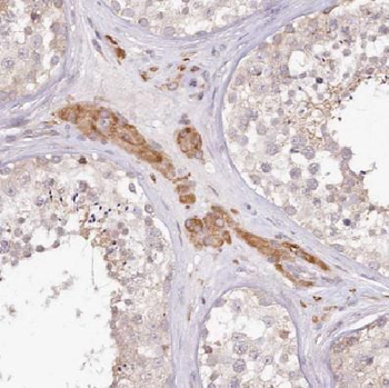 COX6B2 Antibody