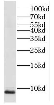 COX6C Antibody