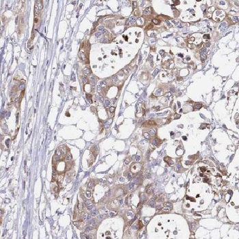 COX6C Antibody