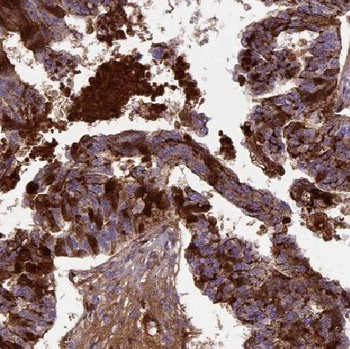COX7A2L Antibody
