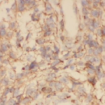 COX7C Antibody