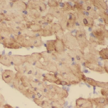 COX8A Antibody