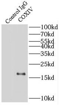 COX4I1 Antibody