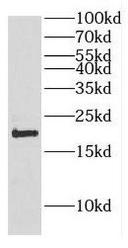 COX4I1 Antibody