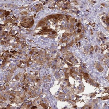 COX4I1 Antibody