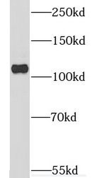 CCP110 Antibody