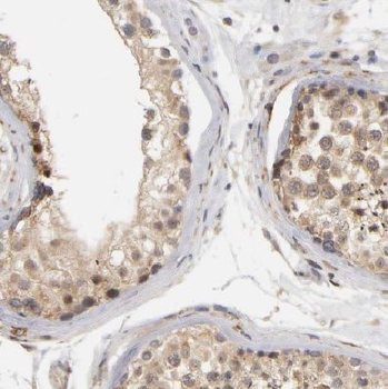 CCP110 Antibody