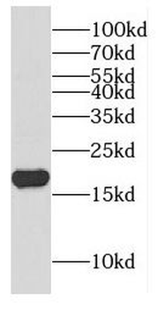 CPLX1 Antibody