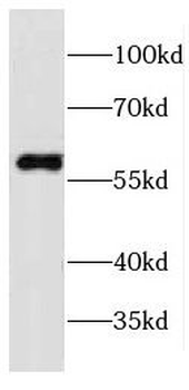 CPNE3 Antibody