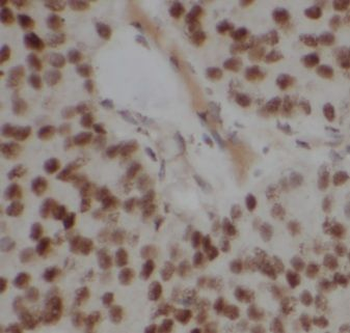 CPNE3 Antibody