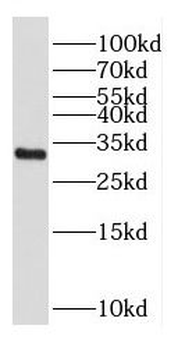 CPPED1 Antibody