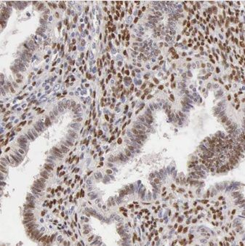 CPSF4 Antibody