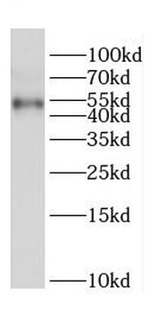 CPSF7 Antibody