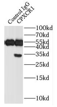CPXCR1 Antibody
