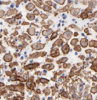 CPZ Rabbit Polyclonal Antibody