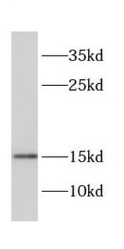 CRABP1 Antibody