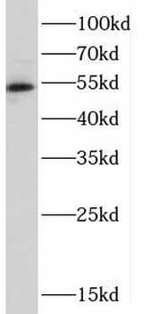 CRBN Antibody
